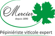 Mercier : Production de plants de vigne et création de vignoble en France et à l'étranger (Home)