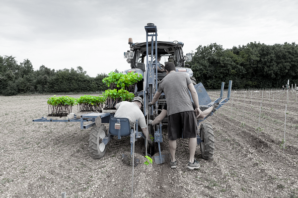 Livraison et plantation Livraison et plantation