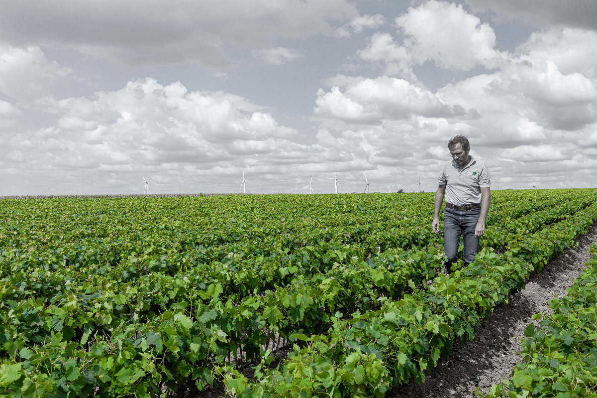 Pépinière Mercier, plants de vigne pour vignerons exigeants