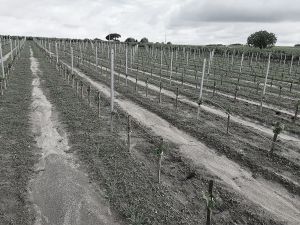 Plantation Mercier - Côtes de Bourg - Traditionnels 58 cm
