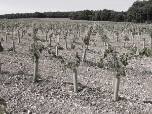 Plantation Mercier - Cognac - Pots 7