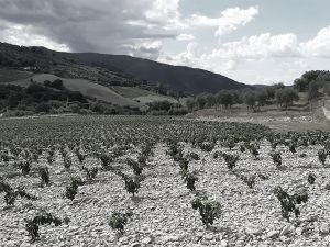 Plantation Mercier - Chianti, Italie - Traditionnel