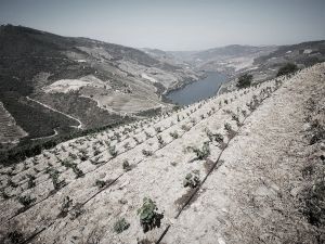 Plantation Mercier - Douro, Portugal - Traditionnel