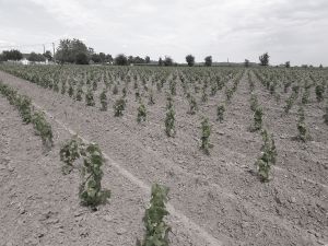 Plantation Mercier - Saint Émilion, Bordeaux - Pots 9