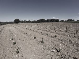 Plantation Mercier - Castillon, Bordeaux - Traditionnels