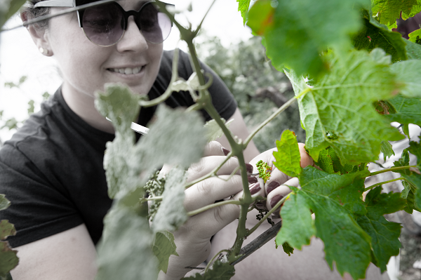 Innovación varietal, mejora vegetal Innovación varietal, mejora vegetal