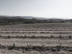 Plantation Mercier - Côtes de Provence - Traditionnels