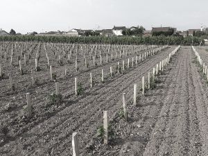 Plantation Mercier - Pomerol, Bordeaux - Traditionnels