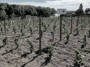 Plantation Mercier - Anjou - Traditionnels