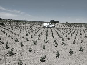 Plantation Mercier - Muscadet - Traditionnel