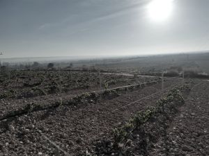Plantación Mercier - Rioja, España - Tradicional