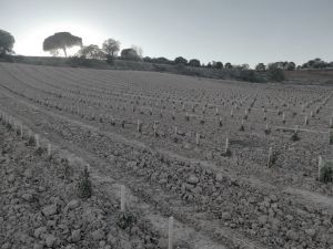 Plantación Mercier - Ribera del Duero, España - Tradicional