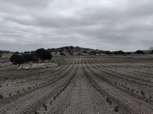 Plantación Mercier - Manacor, Mallorca - Tradicional