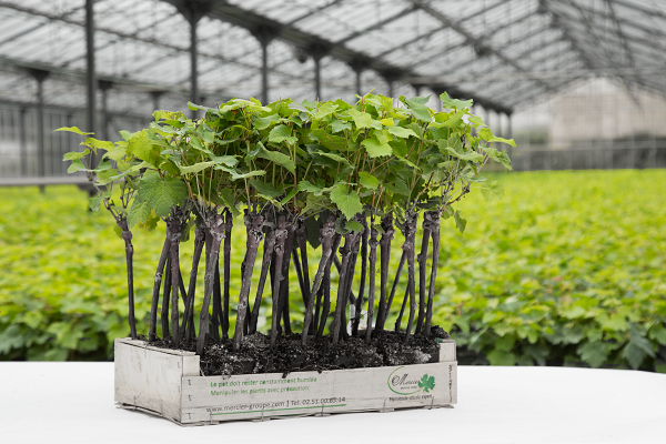 Pot 7 : plus sains et plus résistants Pot 7 : plus sains et plus résistants