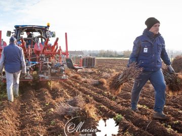 L’arrachage mécanique a débuté il y a une semaine, marquant la fin d’une longue période de croissance des plants. Une fois n’est pas coutume, le climat ne...