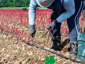 Les plantations en pépinières ont débuté le 30 avril sur la route de Fontenay-Le-Comte par les plants longs de 58 cm. Malgré des sols encore détrempés en fin...