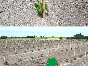 En Petite Champagne, au cœur de la Charente-Maritime, la saison viticole a débuté mi-avril avec la plantation de 2 hectares de jeunes vignes d’Ugni Blanc....