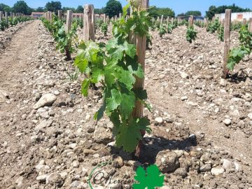 Début mai, une plantation manuelle de Cabernet Sauvignon (clone 412) a été réalisée sur l’AOC Pauillac, au cœur du Médoc. Les plants Altis TR 30 cm ont été...