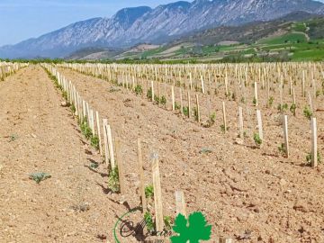 Dans le secteur de Maury, au cœur des Pyrénées-Orientales, un nouveau plantier a été mis en place fin janvier. La plantation a été réalisée mécaniquement...