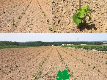 Dans l’appellation Haut-Poitou (Vienne), une nouvelle plantation de Fié Gris (nom local du Sauvignon Gris) a été réalisée mécaniquement par une machine à...