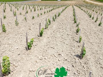 Fin mars, notre équipe de planteurs manuels a installé une nouvelle parcelle de Sauvignon CEPS SICAVAC dans la région de Sancerre. Ces sélections massales...