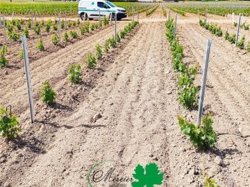 Dans l’appellation Touraine Mesland, une parcelle de trois hectares de Cabernet Franc a été plantée en avril grâce à une machine à planter de type Wagner....