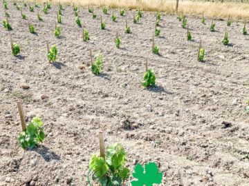 Le 15 avril dernier, à Vertou, un hectare en Melon a été planté avec succès grâce à notre machine à planter de nouvelle génération. Une première dans la...