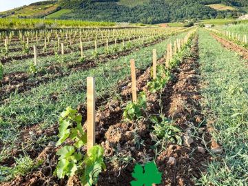 Une très belle plantation a été réalisée au mois de mai sur le secteur de Juliénas, l’un des 10 crus du Beaujolais. Située en zone de transition, à la limite...