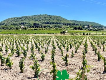 Début mars, une nouvelle parcelle d’Ugni blanc a été plantée mécaniquement sur la commune de Saint-Cyr-sur-Mer, au cœur de l’appellation Bandol. Les plants...