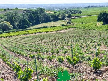 Début juin, une plantation mécanique a été réalisée dans l’appellation Fleurie, l’un des 10 crus du Beaujolais. Ici les coteaux sont bien exposés grâce au...