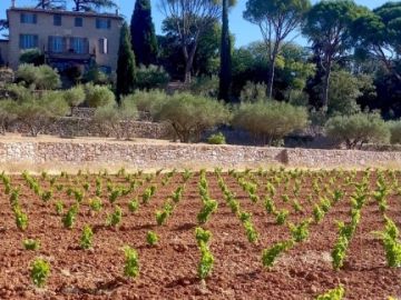 Mi-avril, au cœur de la Provence Verte, une parcelle a été plantée mécaniquement sur la commune du Thoronet, dans l’appellation Côtes de Provence. Deux...