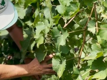 Nos équipes mènent avec rigueur l’auto-contrôle sanitaire de nos parcelles de vignes-mères destinées à la récolte des greffons.
Plus de 600 000 souches...