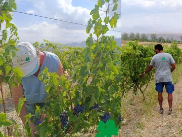 La semaine dernière, deux techniciens des équipes Mercier se sont rendus en Arménie pour une mission de sélection massale dans de vieilles vignes.
Objectif :...