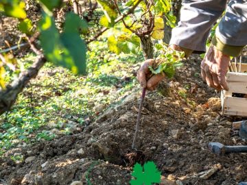 Commandez dès maintenant ! 
La complantation est essentielle pour préserver la longévité et la rentabilité de vos vignes. La réaliser à l’automne avec des...