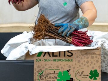 Avez-vous pensé à réserver vos plants pour la campagne 2026 ?

Dans le contexte actuel que traverse la filière viticole, chaque décision compte. Miser sur la...