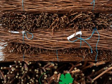 La récolte des greffons cultivés en serre hors-sol marque une étape clé de notre cycle de production. Après des mois d'irrigation, de fertilisation,...