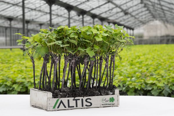 Pot 7 : plus sains et plus r&eacute;sistants