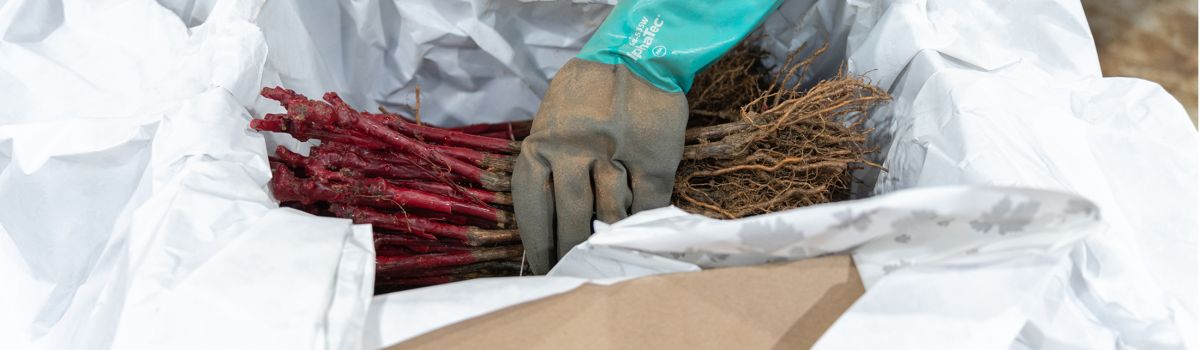 Altis&reg; traditionnel