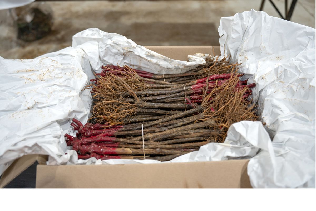 Des plants traditionnels plus sains et plus r&eacute;sistants