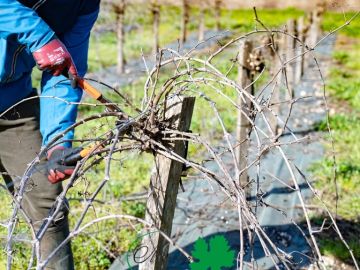 La période où la vigne entre en repos végétatif en hiver, est une étape-clé pour la qualité future des bois issus de nos vignes-mères de porte-greffes et de...