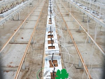 Avant chaque nouveau cycle de culture, un travail minutieux d’entretien est réalisé dans nos serres afin de garantir les meilleures conditions de...