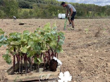 Le 28 septembre dernier, nos équipes de l’agence Grand Sud ont planté une vigne-mère à greffons en format Pot7 Λltis, chez l’un de nos fidèles clients en...